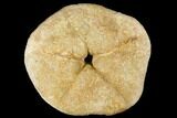 Bargain, Miocene Fossil Echinoid (Clypeaster) - Taza, Morocco #174367-3